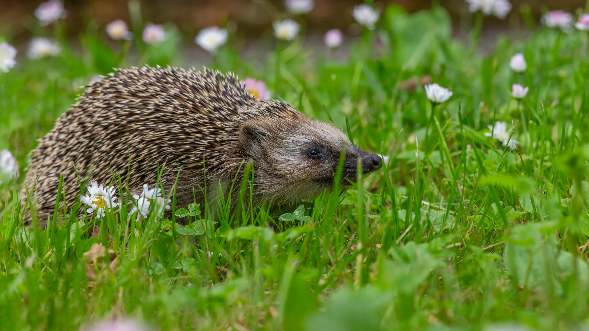Ein Igel auf einer Blumenwiese